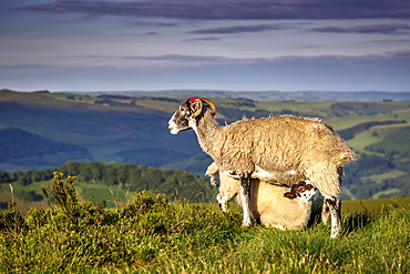 Sheep with lamb on Stanage Edge, Peak District National Park, Derbyshire, England, United Kingdom, Europe