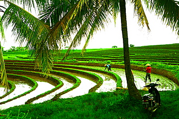 Terraced rice paddy in Ubud, Bali, Indonesia, Southeast Asia, Asia