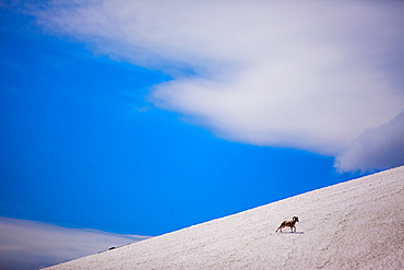 Big horn sheep, Glacier National Park, Montana, United States of America, North America