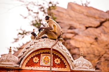 Monkey sitting in abandoned cistern, Jaipur, Rajasthan, India, Asia