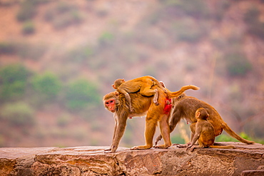 Wild monkeys, Jaipur, Rajasthan, India, Asia