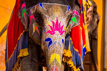 Painted elephant, Amer Fort, Jaipur, Rajasthan, India, Asia