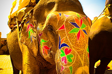 Painted elephant, Amer Fort, Jaipur, India, Asia