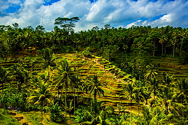 Tegalalang Terraced Rice Paddy, Bali, Indonesia, Southeast Asia, Asia