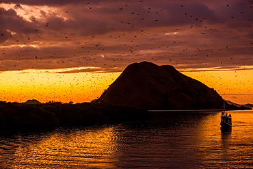 Giant fox bat migration, near Flores Island, Indonesia, Southeast Asia, Asia