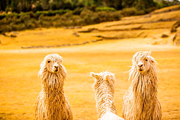 Three Llamas, Sacsayhuaman Ruins, Cusco, Peru, South America