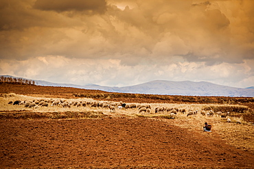 Farmer and her sheep, Sacred Valley, Cusco, Peru, South America