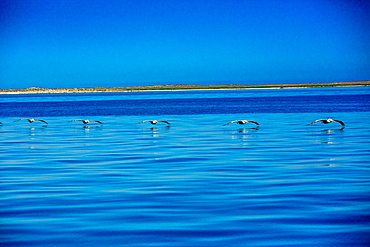 Pelicans, Whale Watching, Magdalena Bay, Mexico, North America