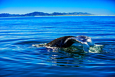 Grey whales, Whale Watching, Magdalena Bay, Mexico, North America