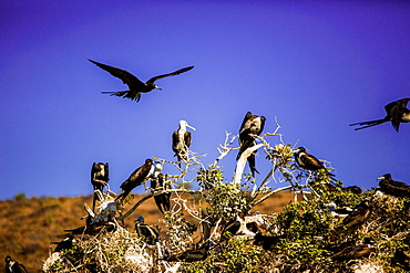 Red-footed boobie birds, Isla del Espiritu Santo, Baja California Sur, Mexico, North America