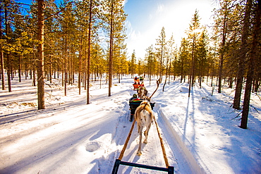 Reindeer Safari, Kakslauttanen Igloo Village, Saariselka, Finland, Scandinavia, Europe