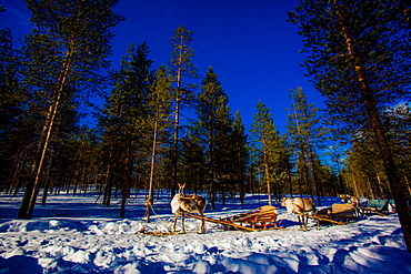 Reindeer Safari, Kakslauttanen Igloo Village, Saariselka, Finland, Scandinavia, Europe