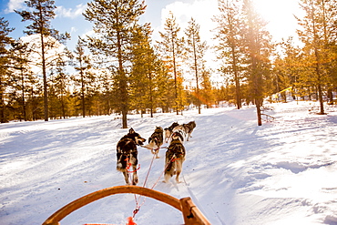 Husky Dogsledding Safari, Kakslauttanen Igloo Village, Saariselka, Finland, Scandinavia, Europe