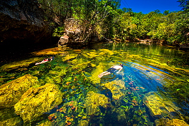 Couple snorkels in the cenotes of Chiken-ha, Tulum, Mexico, North America