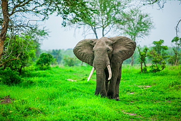 Elephant on safari, Mizumi Safari Park, Tanzania, East Africa, Africa