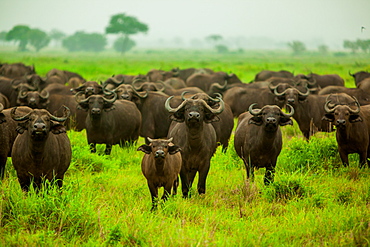 Water buffalo standoff on safari, Mizumi Safari Park, Tanzania, East Africa, Africa