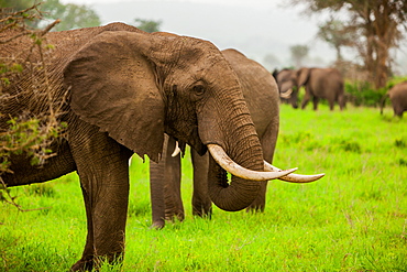 African elephants on safari, Mizumi Safari Park, Tanzania, East Africa, Africa