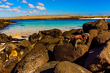 Iguanas on Espanola Island, Galapagos Islands, UNESCO World Heritage Site, Ecuador, South America