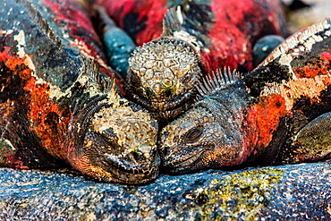 Iguanas, Espanola Island, Galapagos Islands, Ecuador, South America