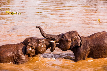 Baby elephants playing in the river, Chitwan Elephant Sanctuary, Nepal, Asia