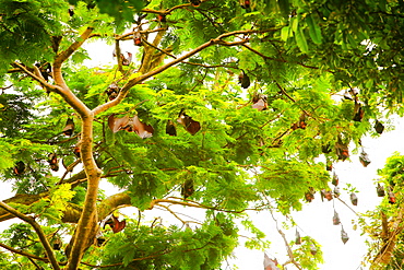 Giant fruit bats, Bali, Indonesia, Southeast Asia, Asia