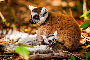 Madagascar lemurs, Johannesburg, South Africa, Africa