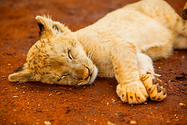 Baby lion at Kruger National Park, Johannesburg, South Africa, Africa