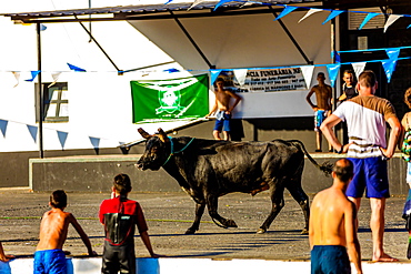 Running of the Bulls in Sao Mateus village on Terceira Island, Azores, Portugal, Atlantic, Europe