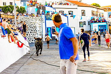 Running of the Bulls in Sao Mateus village on Terceira Island, Azores, Portugal, Atlantic, Europe