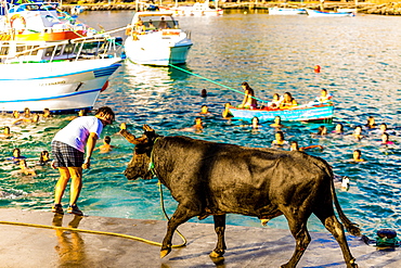 Running of the Bulls in Sao Mateus village on Terceira Island, Azores, Portugal, Atlantic, Europe