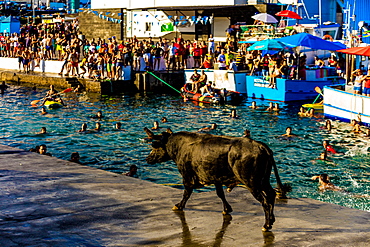 Running of the Bulls in Sao Mateus village on Terceira Island, Azores, Portugal, Atlantic, Europe