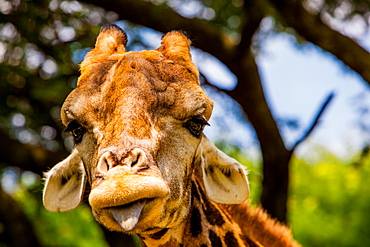 Giraffe making a funny face, Kruger National Park, Johannesburg, South Africa, Africa