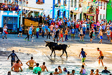 Running of the Bulls in Sao Mateus village on Terceira Island, Azores, Portugal, Atlantic, Europe