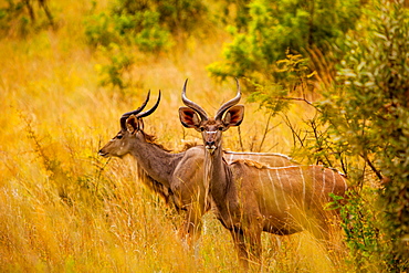 Wild African deer, at Kruger National Park, Johannesburg, South Africa, Africa