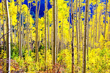 Aspen trees in the Fall, Aspen, Colorado, United States of America, North America