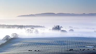 Beeston Castle and Peckforton Hills rise above a blanket of mist and fog covering the Cheshire plain on a frosty winters morning, Cheshire, England, United Kingdom, Europe