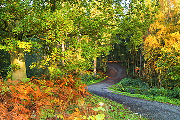 A track leads into Delamere Forest with autumn colour filling the landscape, Cheshire, England, United Kingdom, Europe