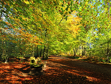 A path through Delamere Forest framed by trees in their autumn colour, Cheshire, England, United Kingdom, Europe