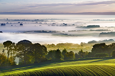 Rolling fields extend from Eddisbury Hill to the dawn landscape with autumn mist lying on the Cheshire plain, Cheshire, England, United Kingdom, Europe
