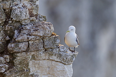 Kittiwake (Rissa tridactyla) perched on the edge of a ledge against a backdrop of cliffs at Bempton, Yorkshire, England, United Kingdom, Europe