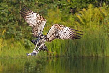 Osprey (Pandion haliaetus) leaving a fishing pool with wings arched creating the power to lift the freshly caught fish, Pirkanmaa, Finland, Scandinavia, Europe