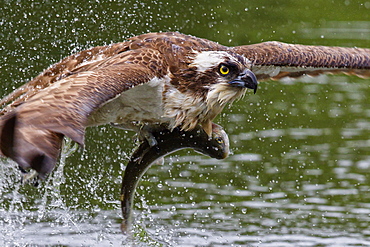 Osprey (Pandion haliaetus) flying low above the water with a freshly caught fish in its grasp, Pirkanmaa, Finland, Scandinavia, Europe