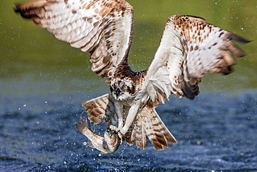 Osprey (Pandion haliaetus) flying head on above a pond with a fish firmly grasped in its talons, Pirkanmaa, Finland, Scandinavia, Europe