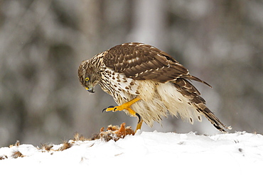 Juvenile goshawk (Accipiter gentilis) about to use its large talons to hold down a red squirrel in the snow, Taiga Forest, Finland, Scandinavia, Europe