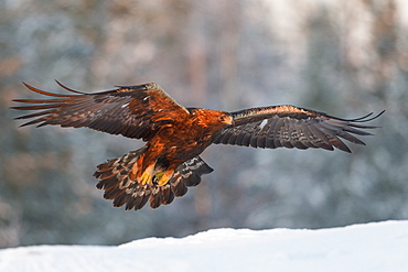 Golden eagle (Aquila chrysaetos) takes flight in golden late afternoon winter light above the snow, Taiga Forest, Finland, Scandinavia, Europe