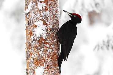 Black woodpecker (Dryocopus martius), on a snow covered coniferous tree trunk searching for ants and grubs, Taiga Forest, Finland, Scandinavia, Europe