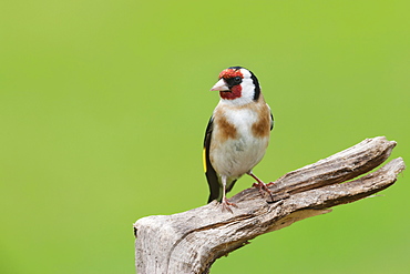 Goldfinch (Carduelis carduelis) garden bird, perched on a tree stump, Cheshire, England, United Kingdom, Europe