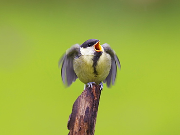 Juvenile great tit (Parus major) garden bird, perched on a tree stump calling for food, Cheshire, England, United Kingdom, Europe