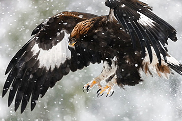 Juvenile golden eagle (Aquila chrysaetos) flying in the snow with claws out-stretched about to land on its prey, Taiga Forest, Lapland, Finland, Scandinavia, Europe