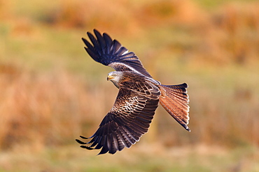 Red kite (Milvus milvus) flying wings out-stretched low over farmland searching for food, Wales, United Kingdom, Europe